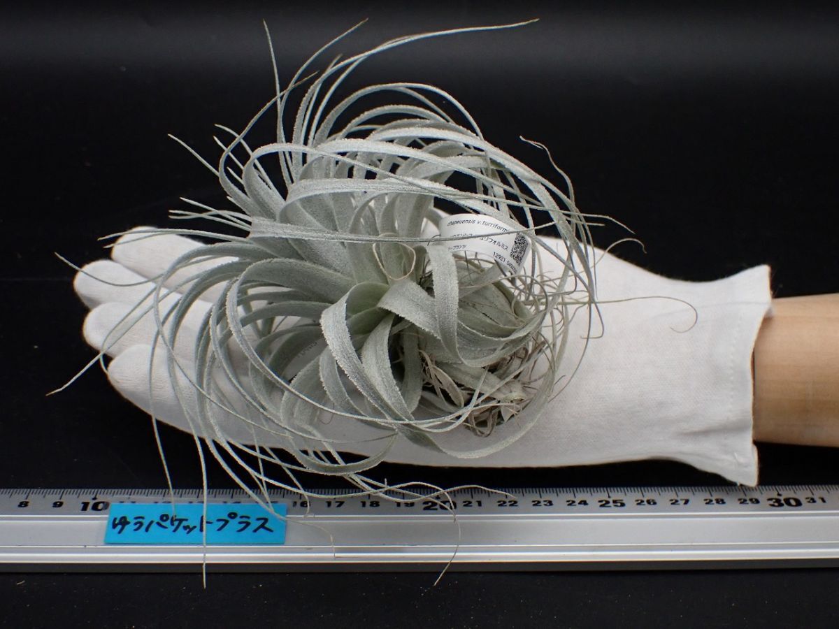 新品】Tillandsia chapeuensis var.turriformis ティランジア