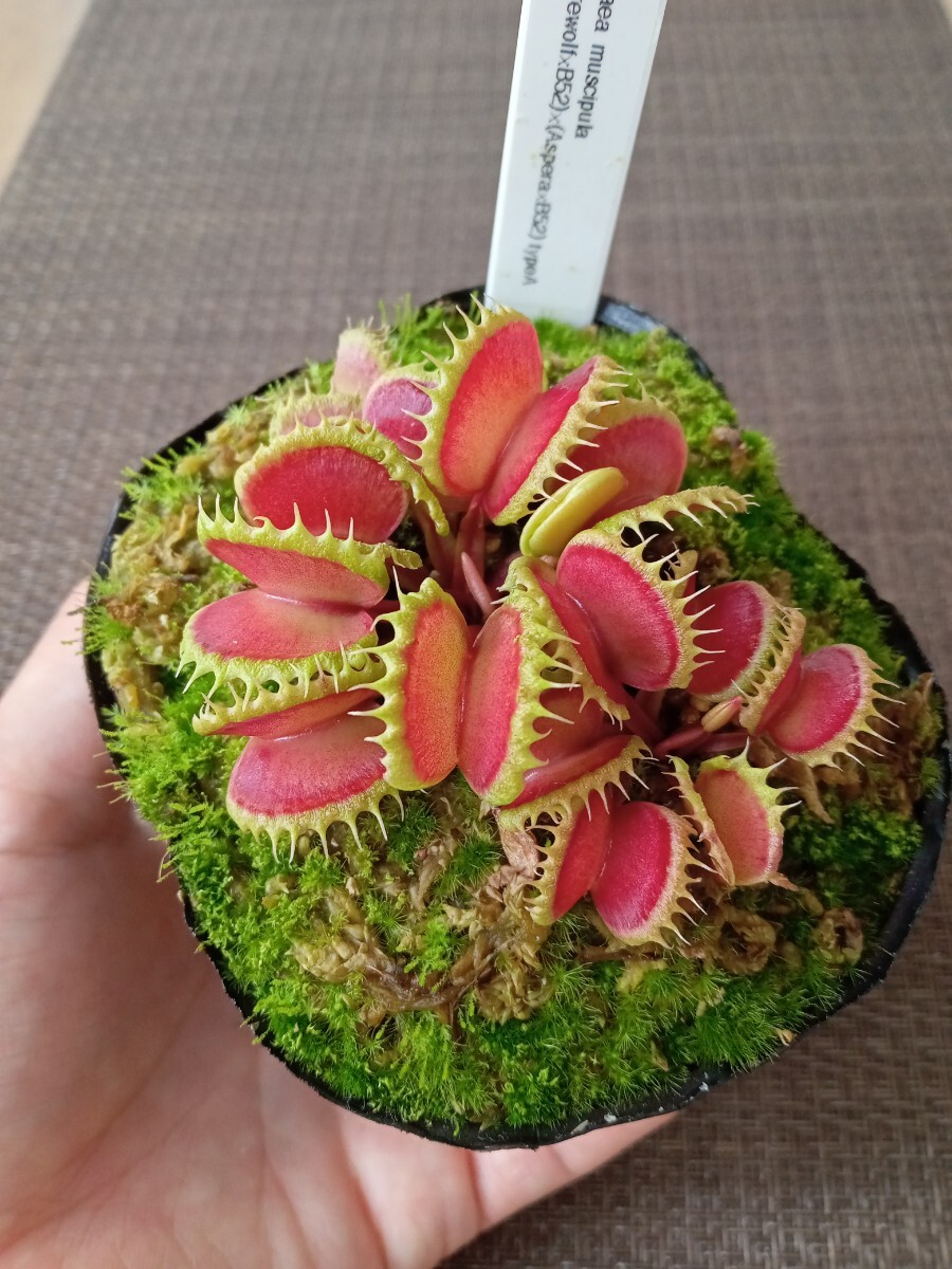 新品】食虫植物 ハエトリソウ Dionaea `Aspera`の落札情報詳細 - Yahoo
