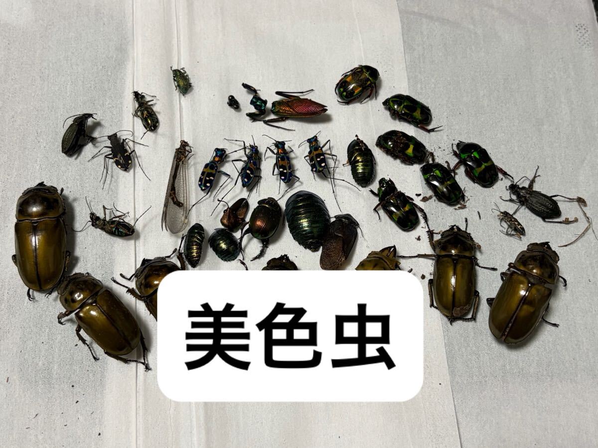 新品】【国内CB】ケンランカマキリ 新成虫ペア 産卵ケースセット付の