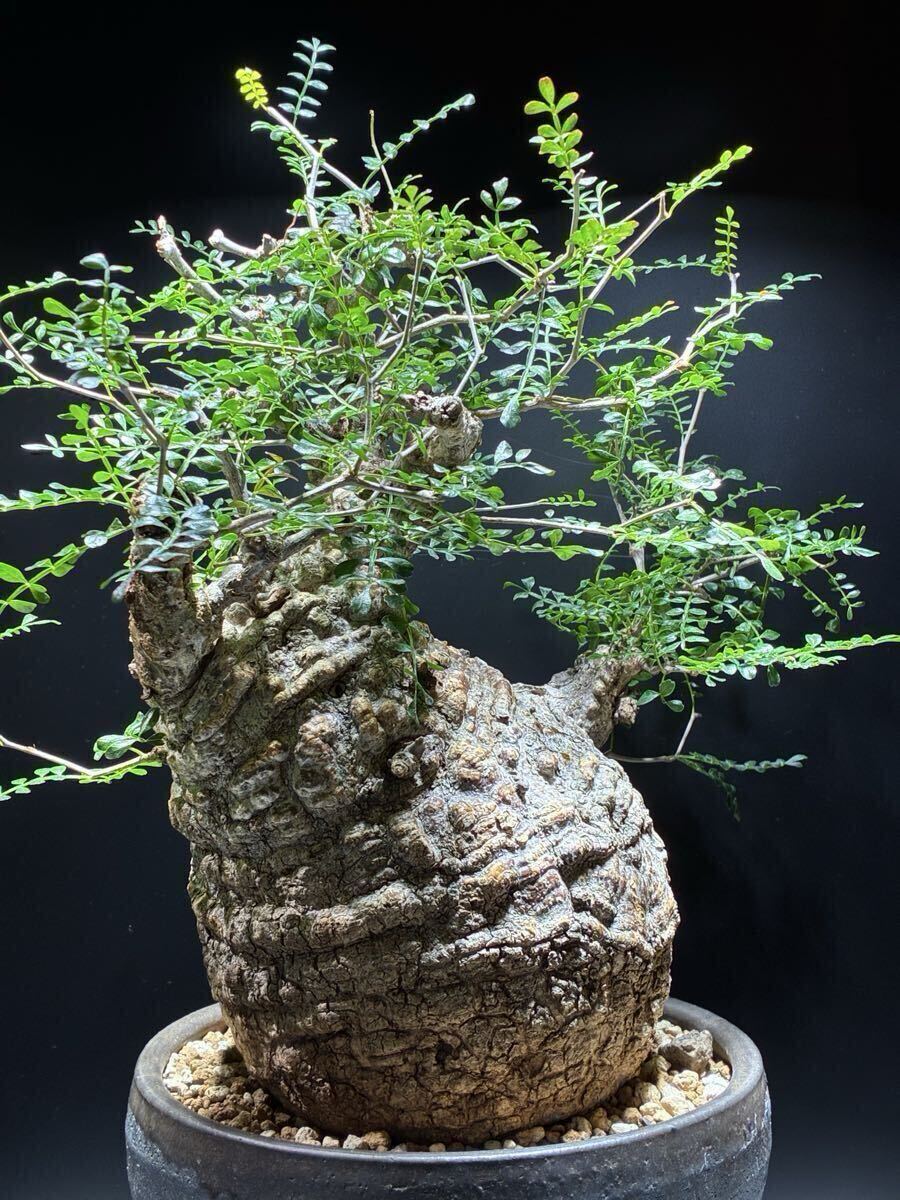 厳選株】タコ足 コーデックス 塊根植物 アデニウム 砂漠のバラの落札