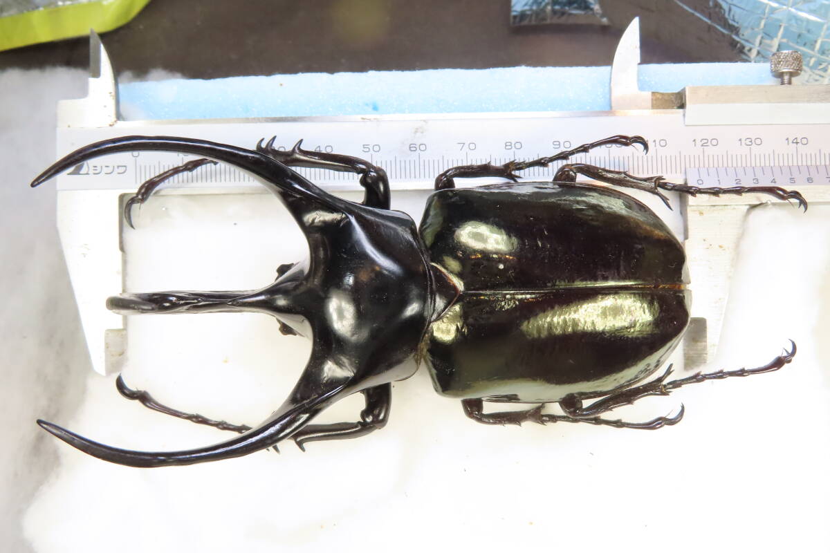 新品】超良型コーカサスオオカブト 標本 外国産昆虫標本の落札情報詳細