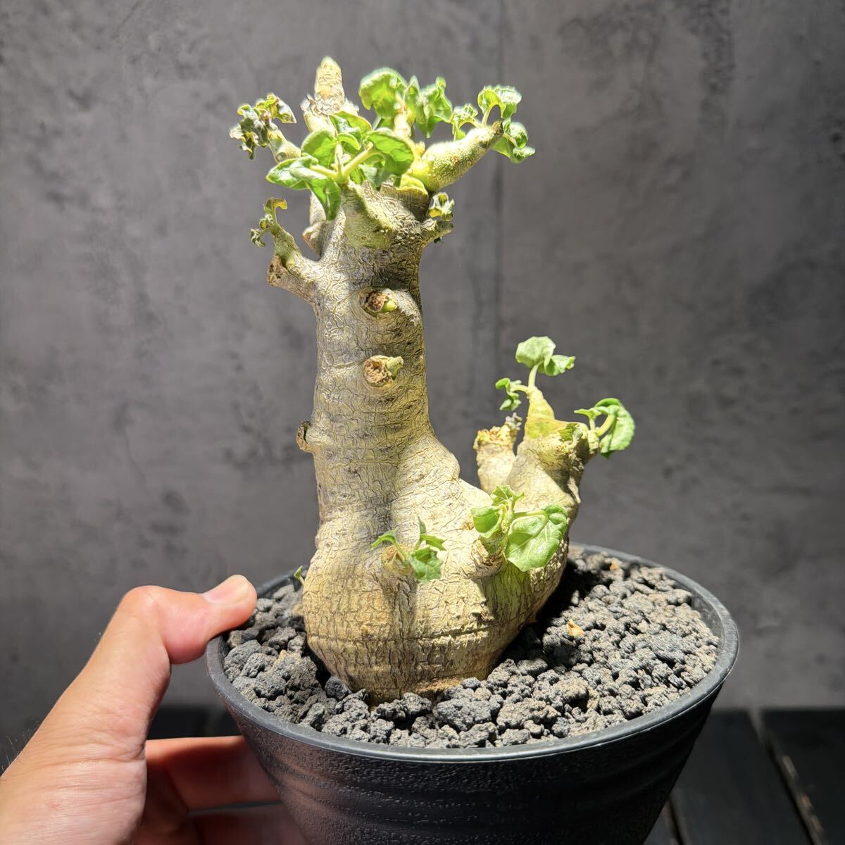 中古】 Dorstenia gypsophila ドルステニア ジプソフィラ 塊根 塊茎