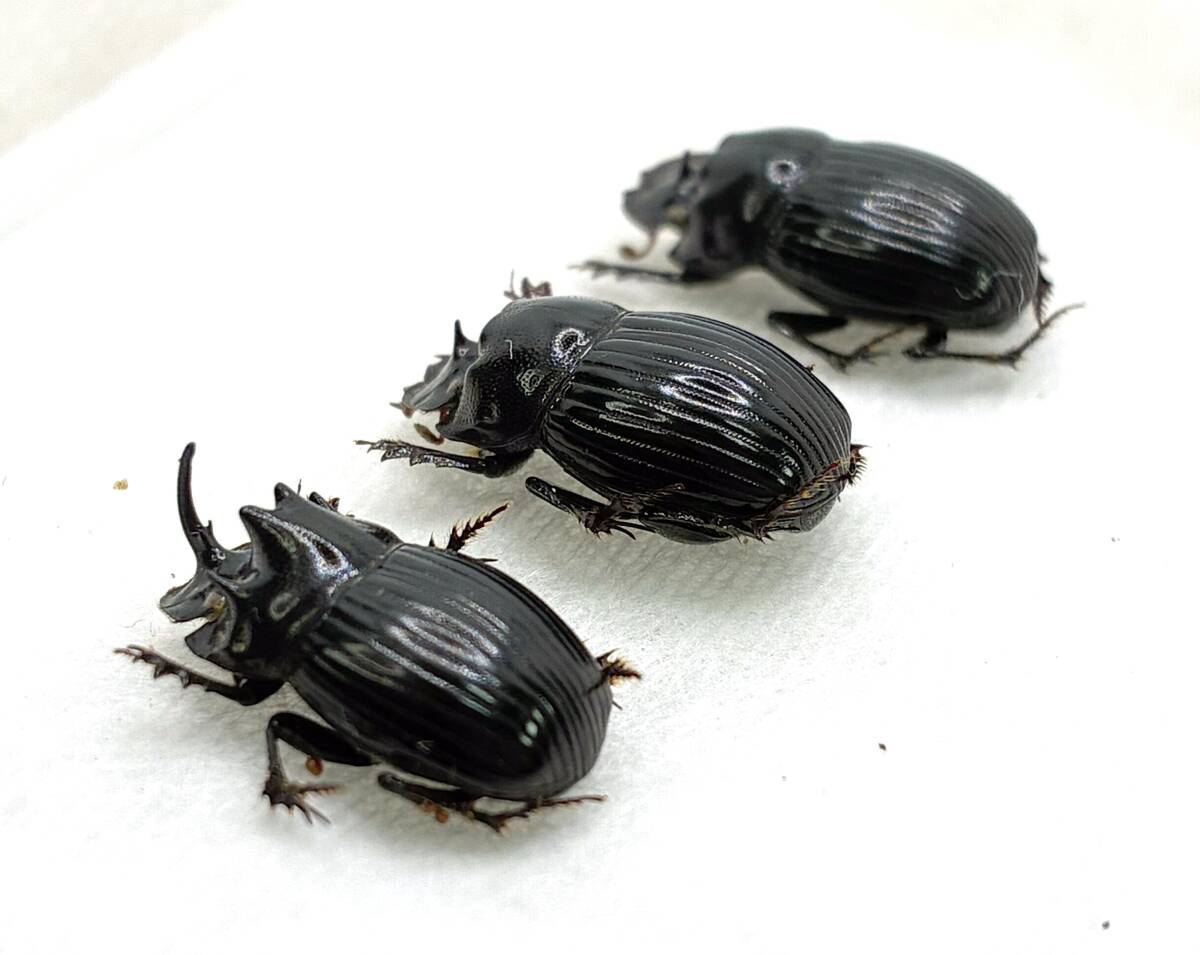 昆虫標本 京都府産 ゴホンダイコクコガネ の落札情報詳細 - Yahoo