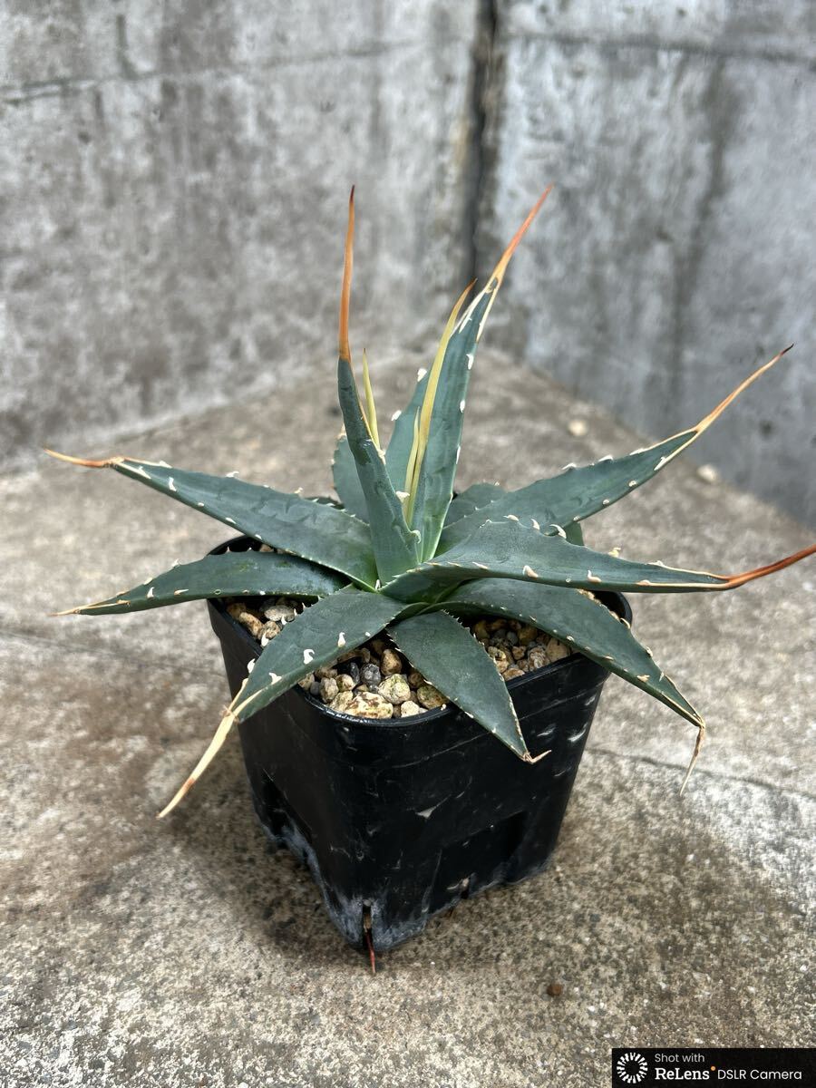 中古】アガベ ユタエンシス エボリスピナ Agave uthaensis var
