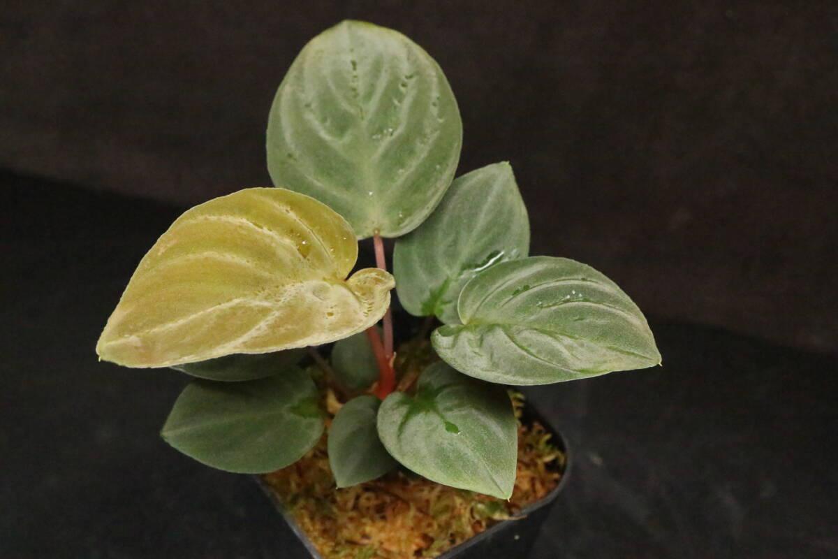 正規タグ付き》 Homalomena sp. Deep Purple JKT from pulau Nias