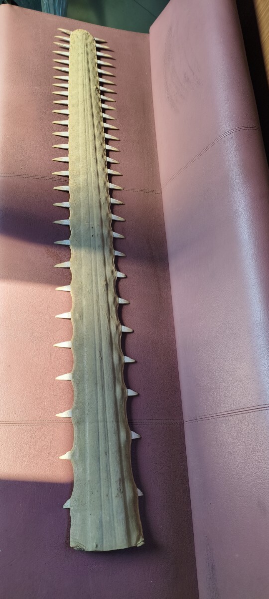 希少品 ノコギリエイ のこぎり部 全長95㎝ ノコギリ鮫 吻 サメ エイ 骨