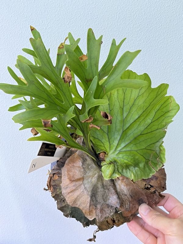 ビカクシダ カラード P.Callard 子株 板付け Platycerium コウモリラン