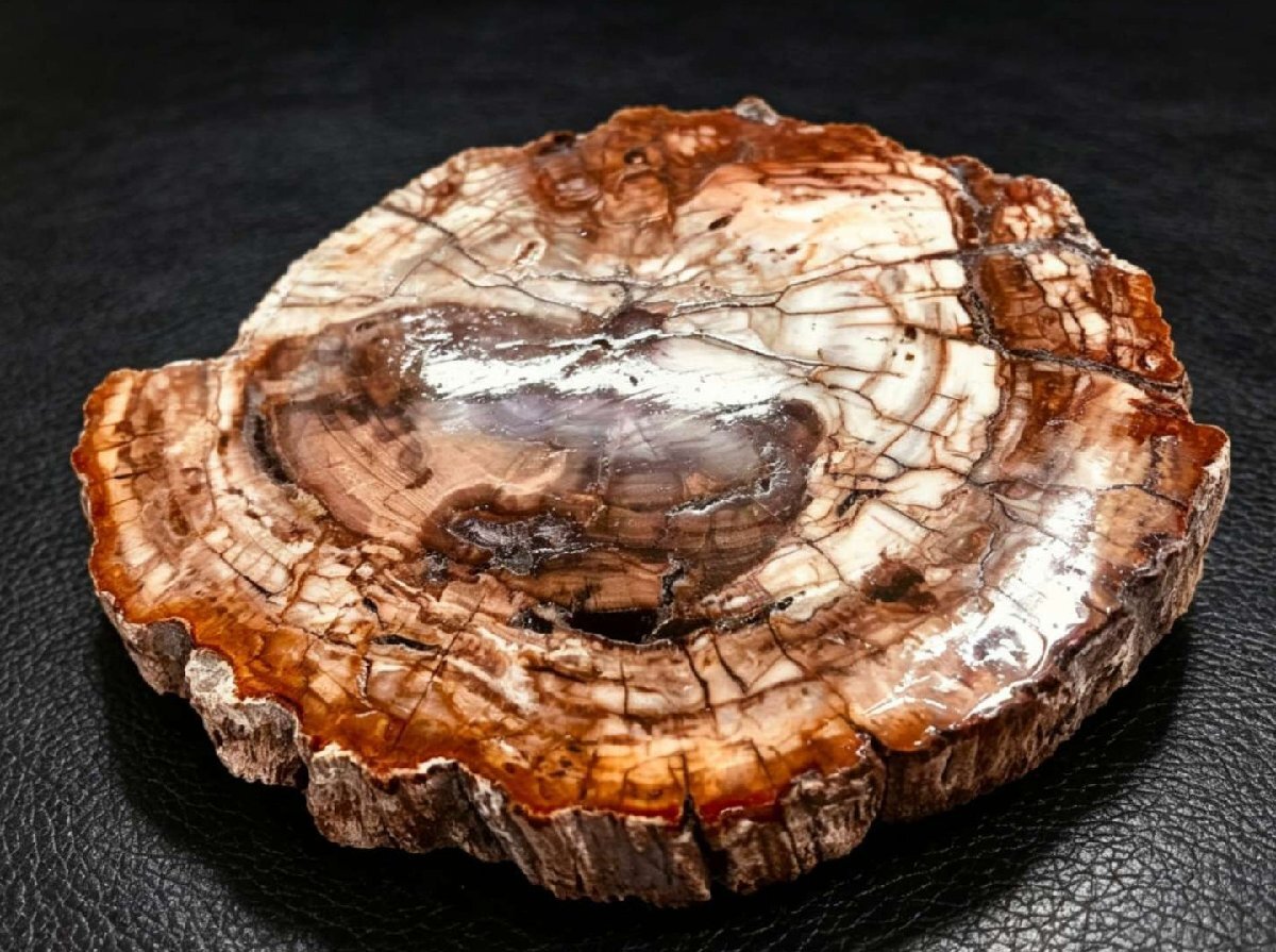 新品】化石 アリゾナ産 珪化木 巨大！頂点！燃えるアリゾナレッド