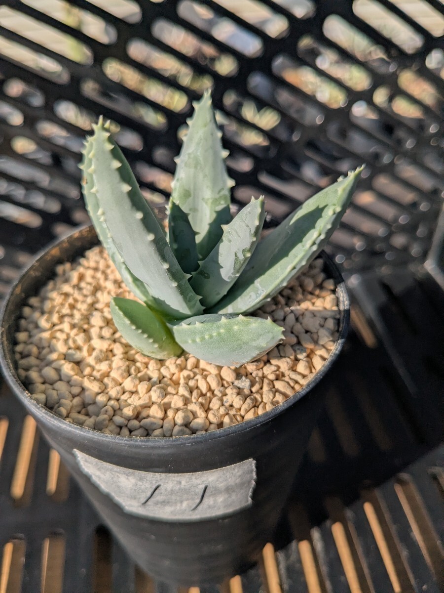 植物】希少種 アロエ・ピランシー Aloe pillansiiの落札情報詳細
