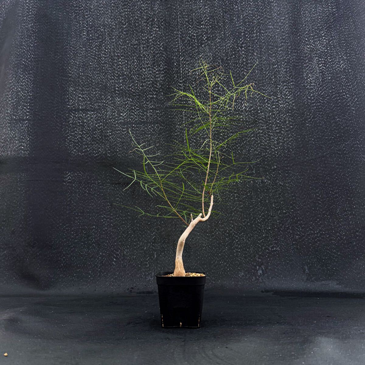 新品】Bursera paradoxa(ブルセラ・パラドクサ)種子 5粒 【送料無料