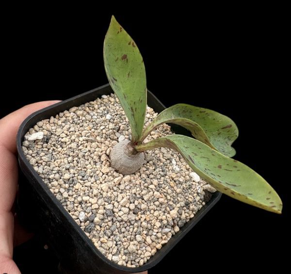 やや傷や汚れあり】【激レア】Euphorbia khandallensis×sapinii