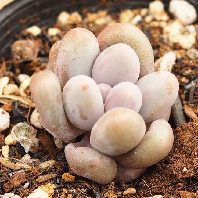 新品 多肉植物 オレンジスノーボール エケベリア 抜き苗k29 の落札情報詳細 ヤフオク落札価格情報 オークフリー スマートフォン版