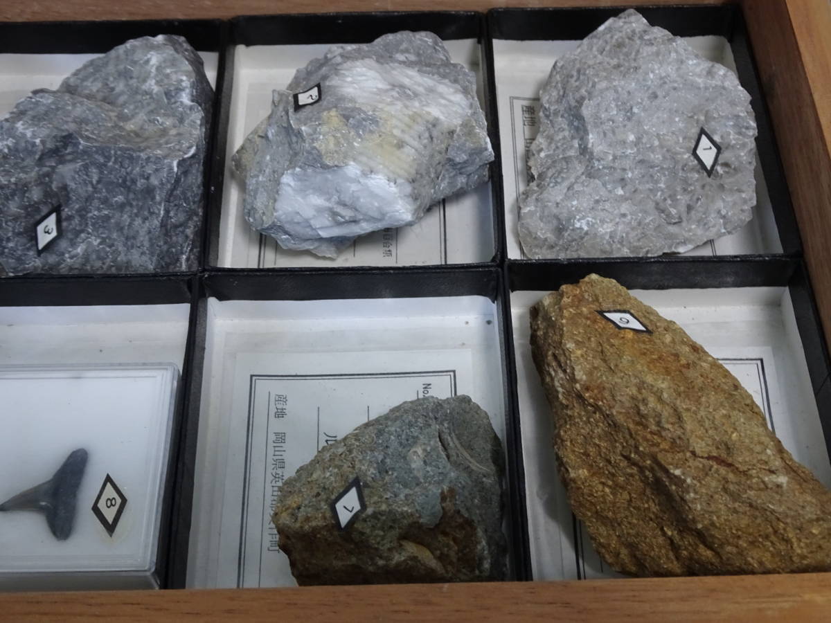 中古 Yagami 動物化石標本 10種 Of 10 ヤガミ クレイオジィリディナ クリノイド パラフズリナ 現状 の落札情報詳細 ヤフオク落札価格情報 オークフリー スマートフォン版