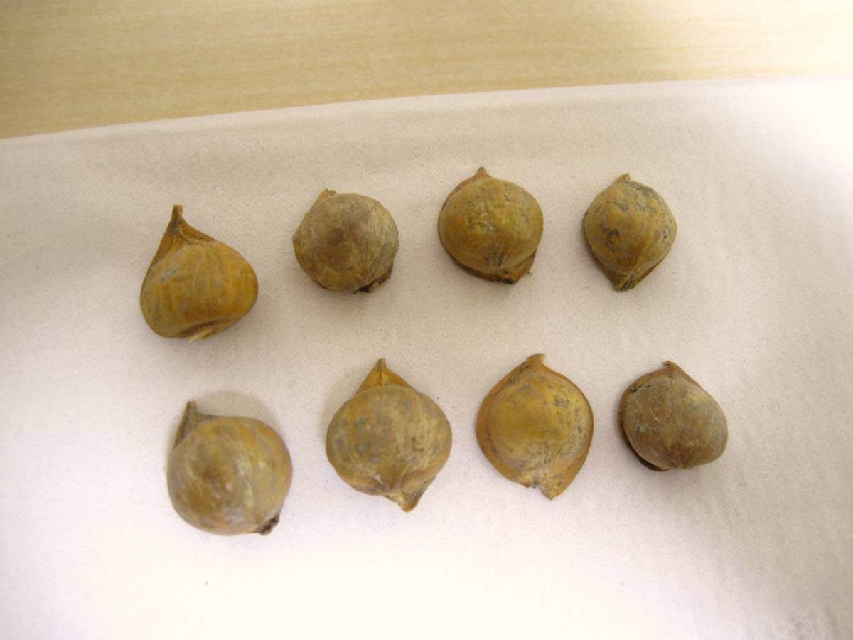 新品 千葉大球 木子 むかご 8粒 小分け 希少 ジャンボニンニク おいしい 珍しい 美味 レア 大きい にんにく リーキ種 ムカゴ 種 特大 入手難 珍 の落札情報詳細 ヤフオク落札価格情報 オークフリー スマートフォン版