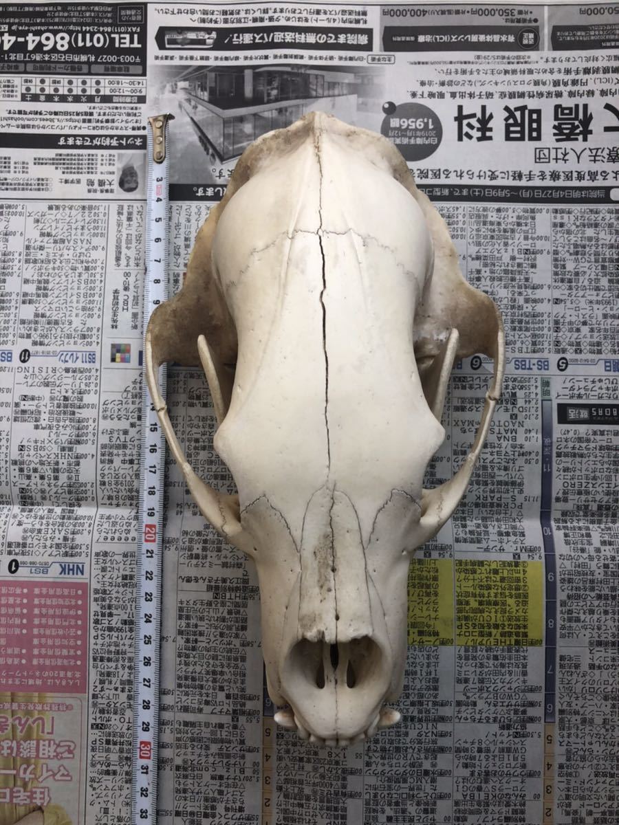 ツキノワグマ頭蓋骨 ヒグマ 骨 標本 クマ 頭骨 ヒグマ ツキノワグマ