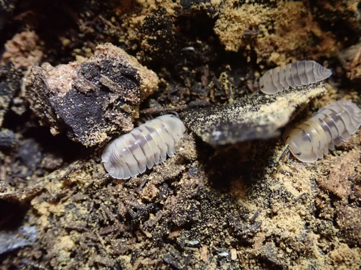 Cubaris sp.Opal 亜成体サイズ7匹 ダンゴムシ