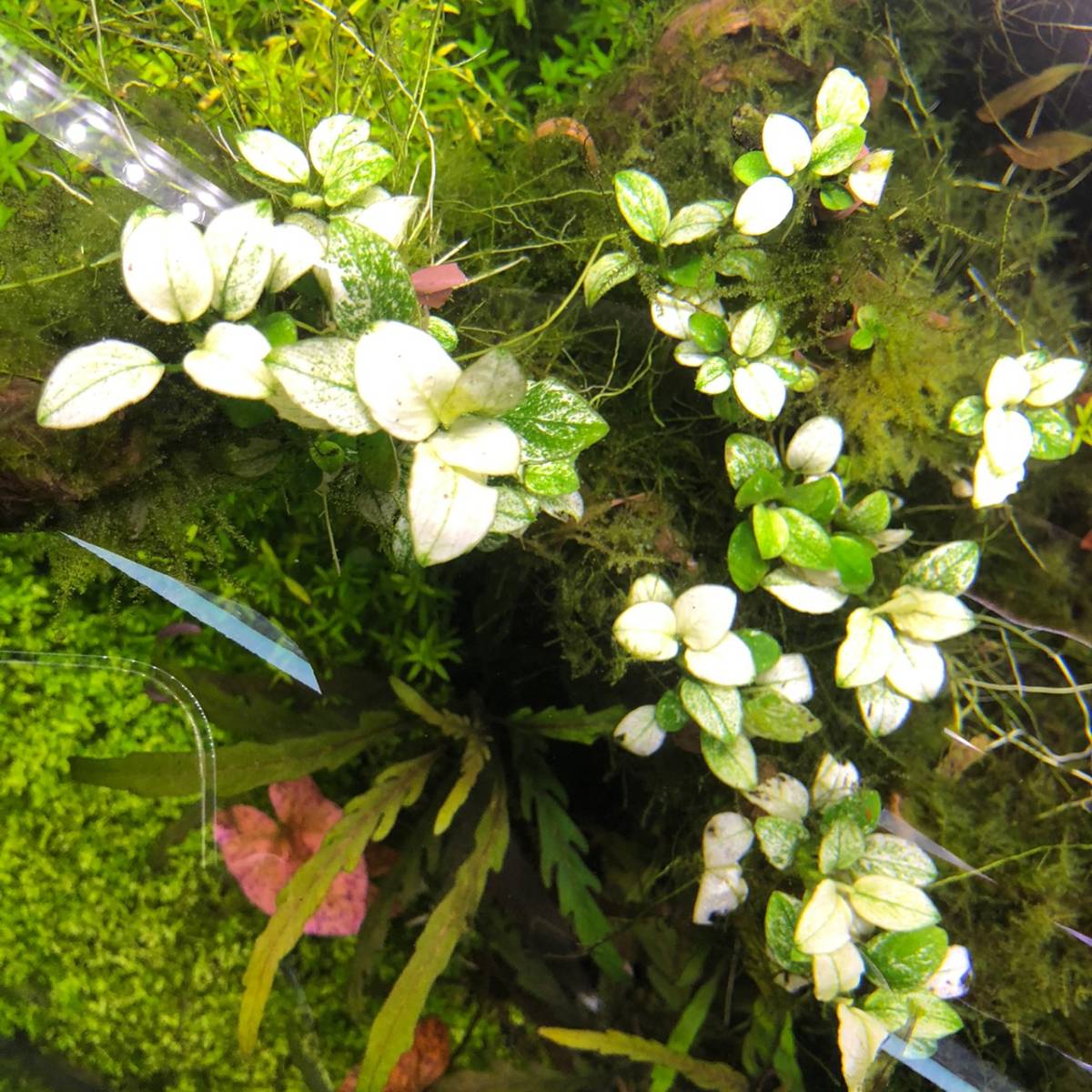 新品 アヌビアスナナ ミルキー 3株 根付き株 の落札情報詳細 ヤフオク落札価格情報 オークフリー スマートフォン版