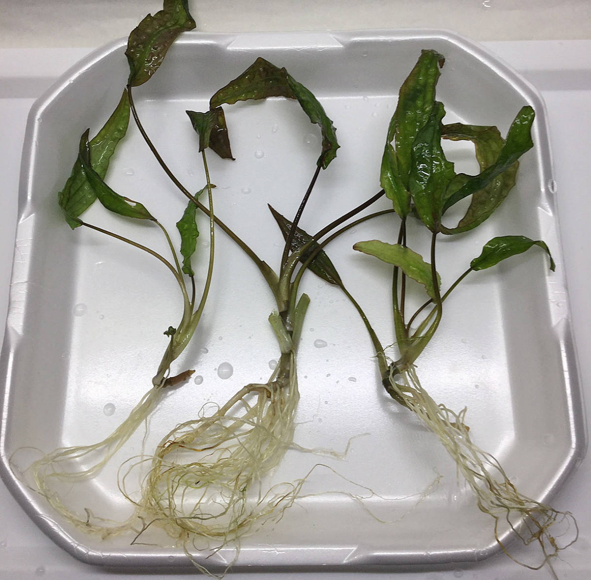 クリプトコリネ・キーバウ ２株 Cryptocoryne keei Bau 大株 - グラスゲート