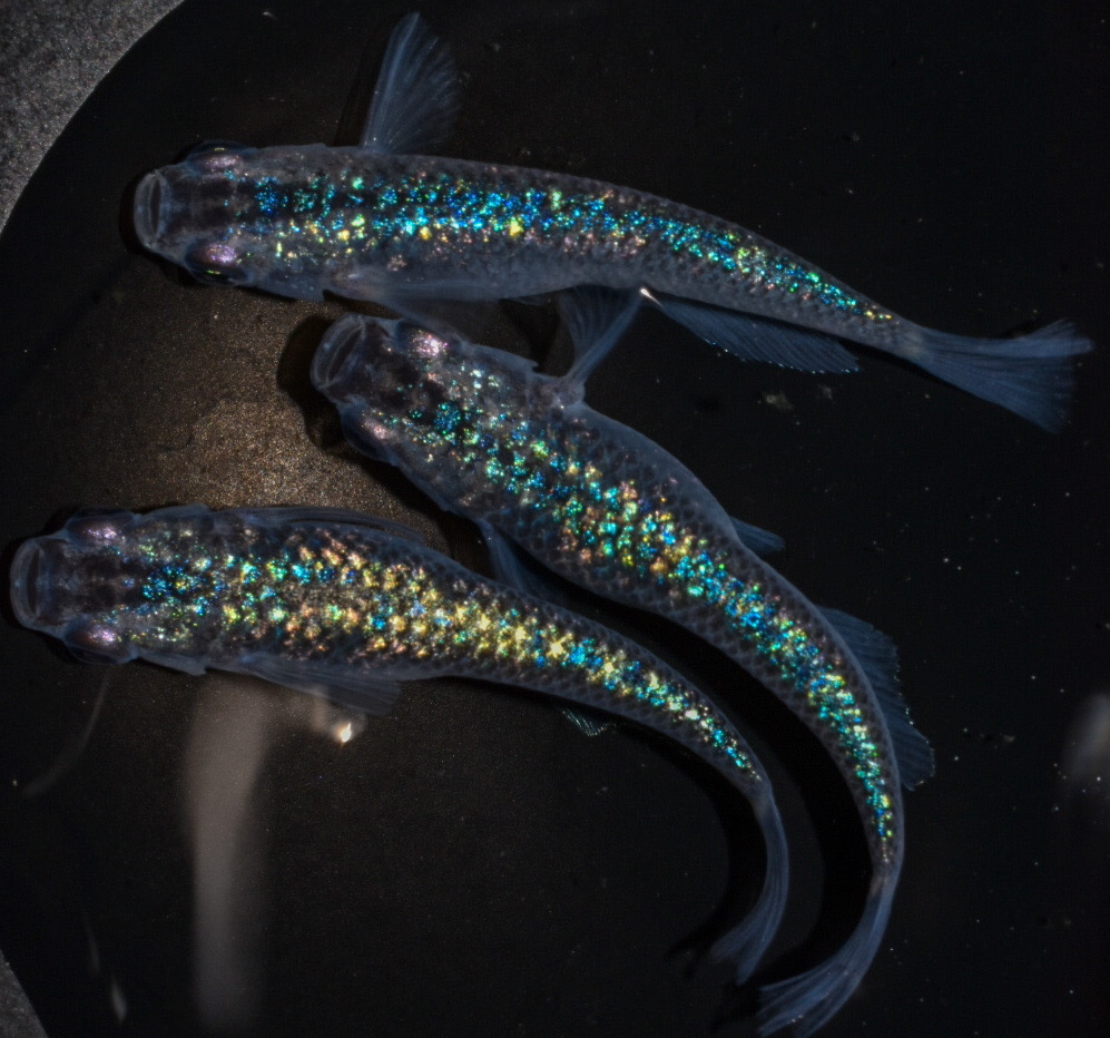 sold out天空龍メダカ 2ペア 若魚