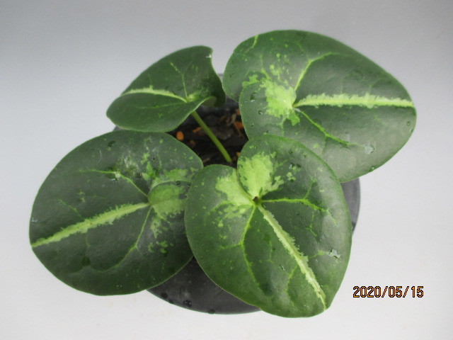 ◇細辛 ◇本性品・展示向き ◇カンアオイ/寒葵/斑入り山野草/春蘭