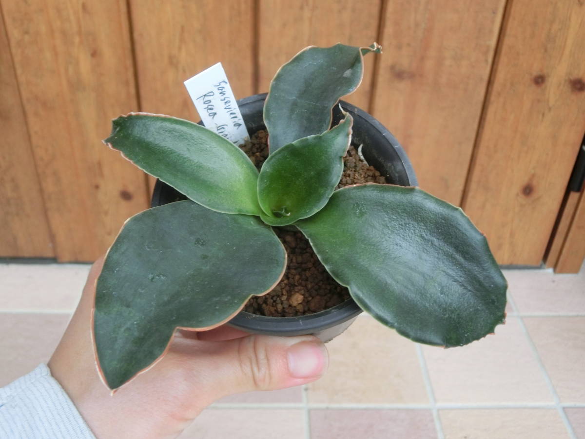 サンスベリア ロセアグランディス Sansevireia rosea grandis ♪3点