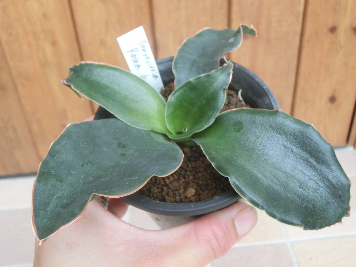 サンスベリア ロセアグランディス Sansevireia rosea grandis ♪3点