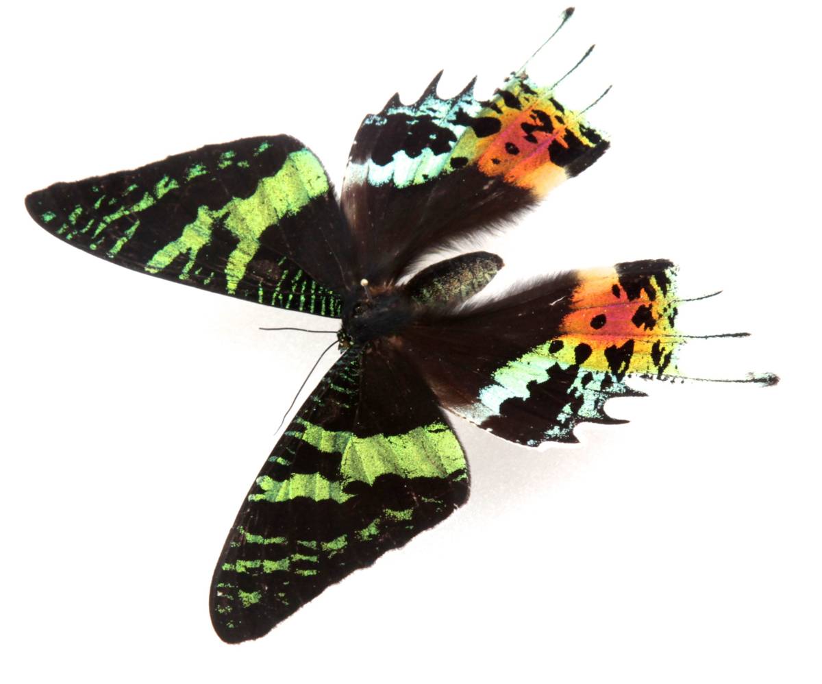 ニシキオオツバメガ 標本 世界で一番美しい鱗翅類 【公式通販】