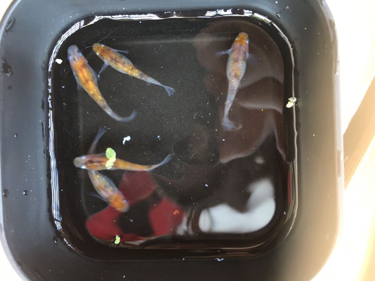 貴めだか 灯 錦 ラメ メダカ 有精卵50個内保証25個込 メダカ 卵 爽やかなレモンイエロー系 A の落札情報詳細 ヤフオク落札価格情報 オークフリー スマートフォン版