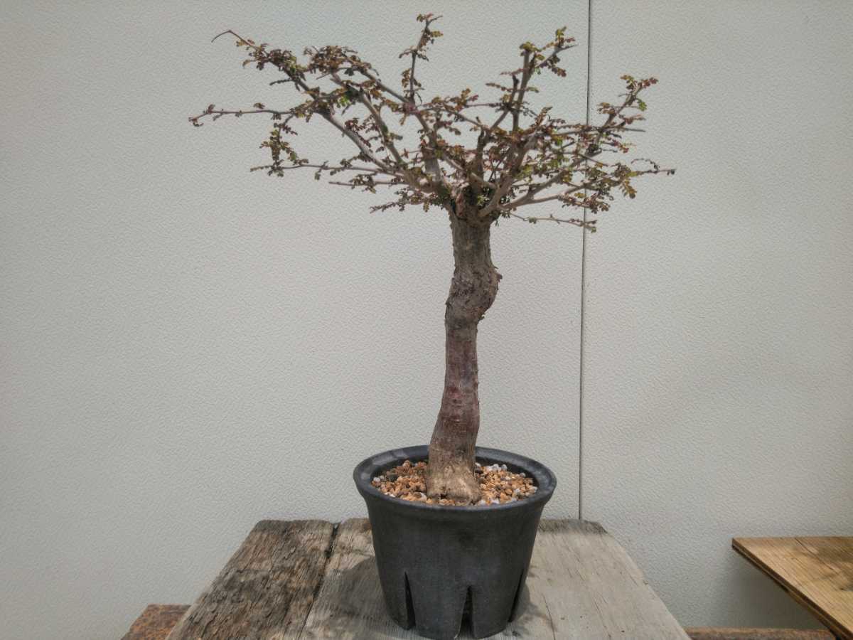 オペルクリカリア パキプス 発根済み 大株 多頭 マルチヘッド オペル