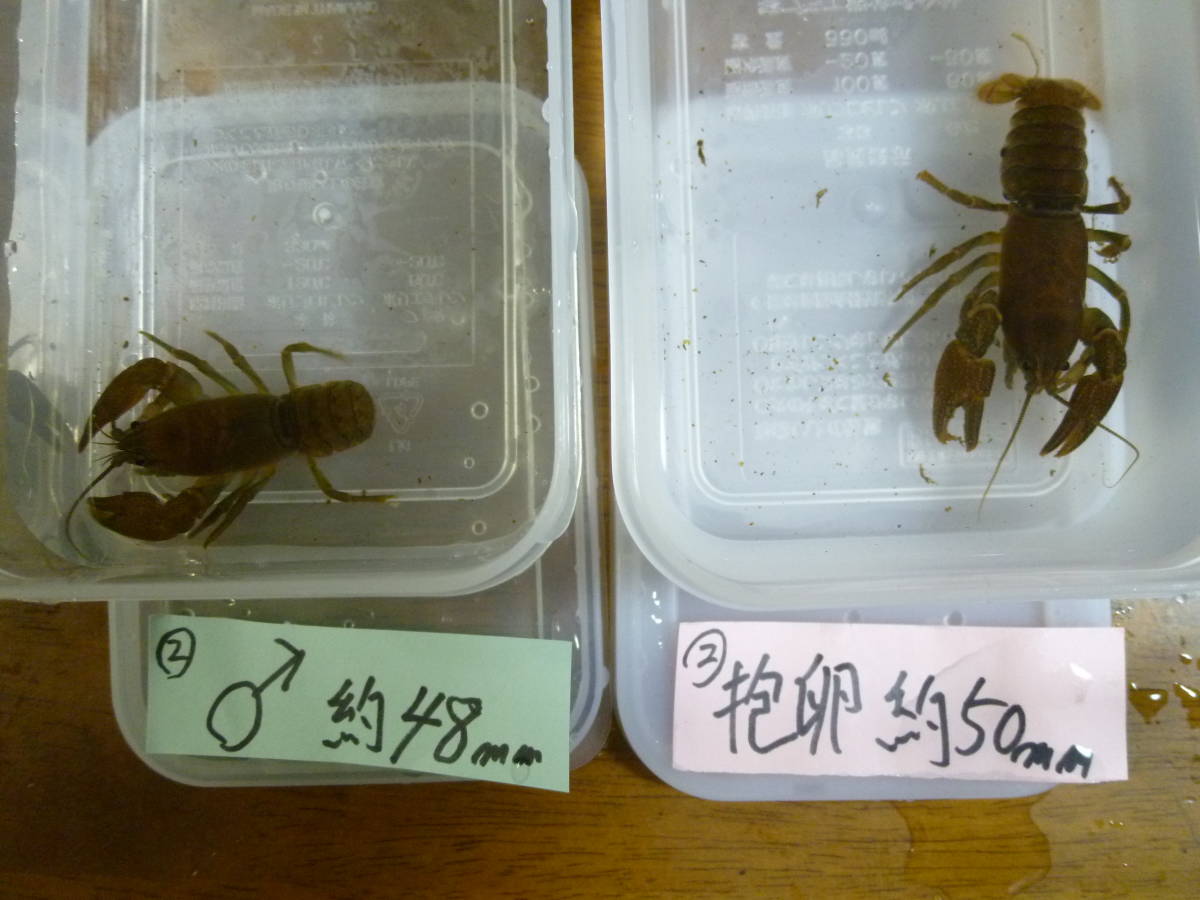 北海道産天然ニホンザリガニ 抱卵1尾 オス１尾 計2尾 の落札情報詳細 ヤフオク落札価格情報 オークフリー スマートフォン版