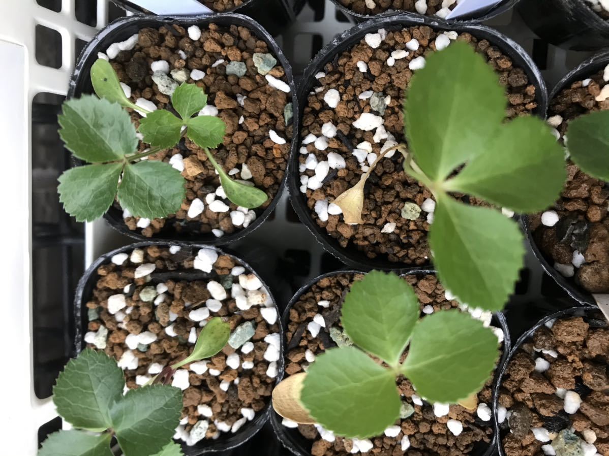 新品 クリスマスローズ 今期発芽苗 若泉ファーム Ssピンク糸ピコティダークネクタリー の落札情報詳細 ヤフオク落札価格情報 オークフリー スマートフォン版