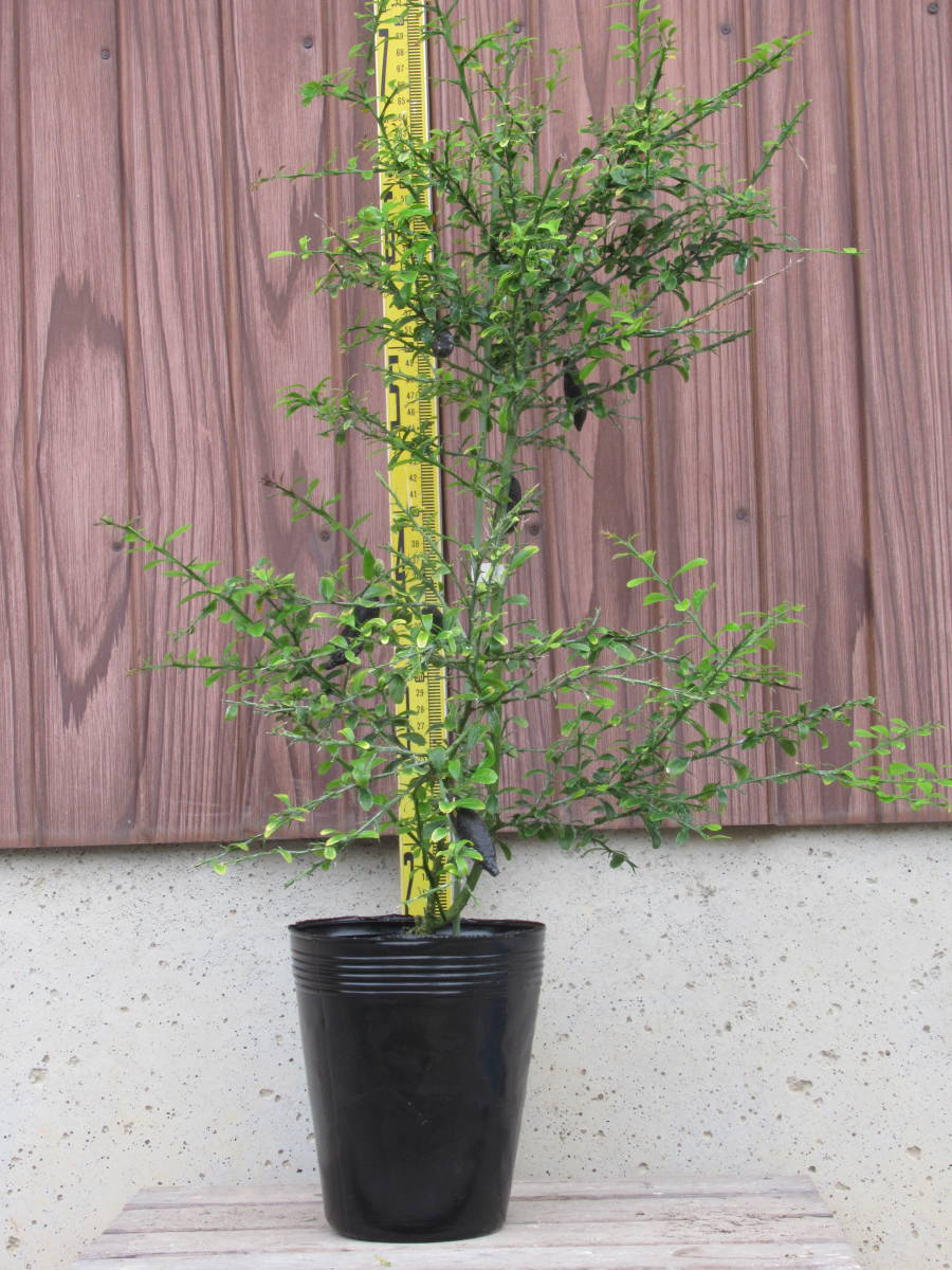 たくさんの実付き フィンガーライム Finger Lime 接ぎ木苗 リックス レッド ７０ Sucasa Com Ve