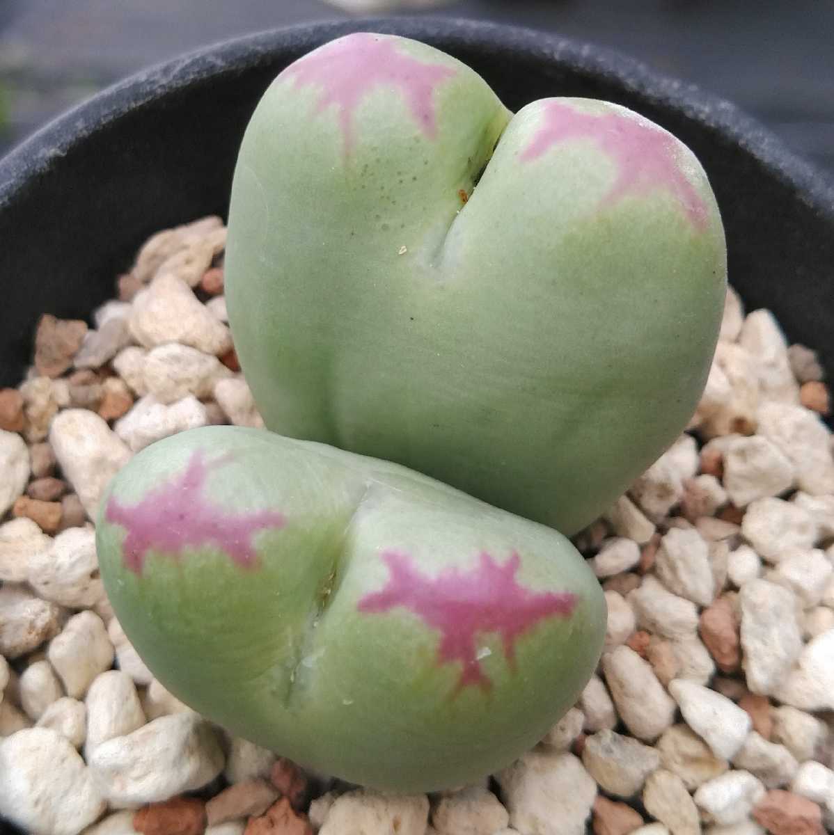 多肉植物 コノフィツム 桃割娘 四頭 多肉植物 コノフィツム 桃割娘 四頭 多肉植物 コノフィツム 桃割娘 四