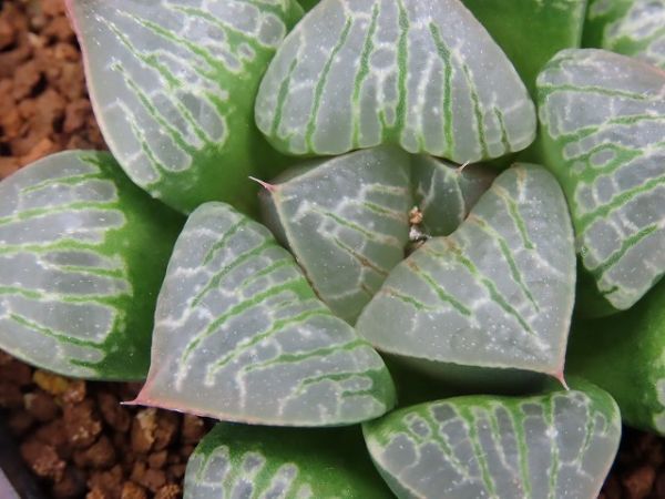 40d ハオルチア　多肉植物　裏実生親木　自家繁殖 Amazon.co.jp: ハオルチア 多肉植物 紫王オブツーサ錦糊斑 自家