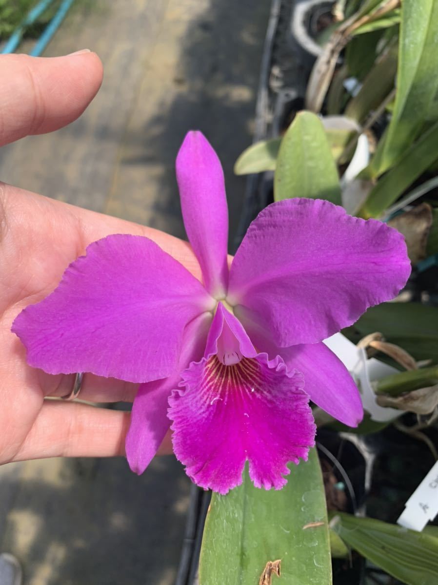 洋蘭原種カトレアC jenmanii 花付き 洋蘭 原種 カトレア   \u0027Amezing Blue Ai\u0027 BM⁄JOGA