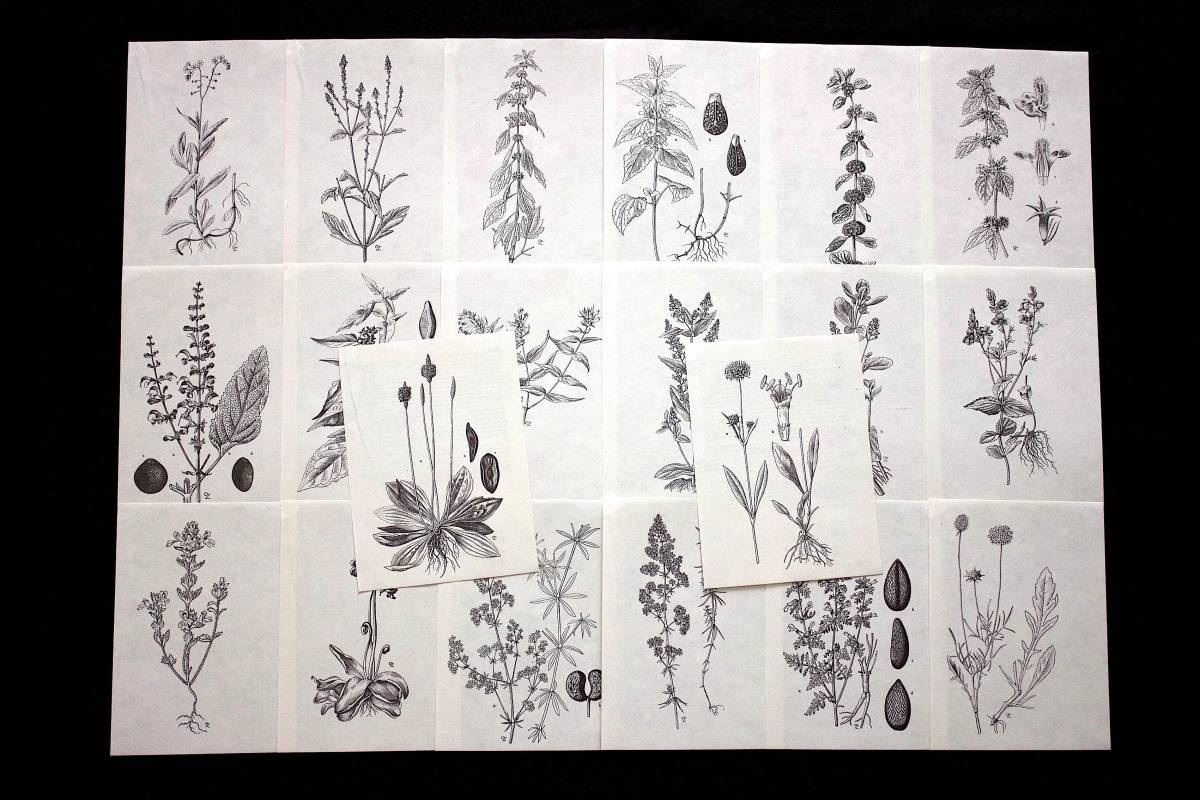 チェコの古いモノクロのボタニカルアート枚セット ヴィンテージ チェコ雑貨 図鑑 植物画 白黒 デッサン 紙物 植物の絵 花 雰囲気 の落札情報詳細 ヤフオク落札価格情報 オークフリー スマートフォン版