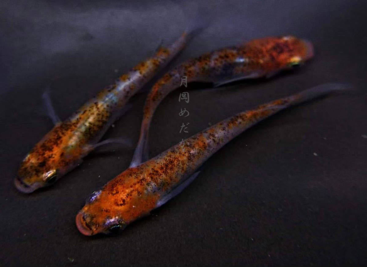 新品 月岡めだか 烏城三色 定番種だからこその拘りと累代 三色一番の固定率 詫び寂びの趣を感じるこれぞ 日本 のメダカ の落札情報詳細 ヤフオク落札価格情報 オークフリー スマートフォン版
