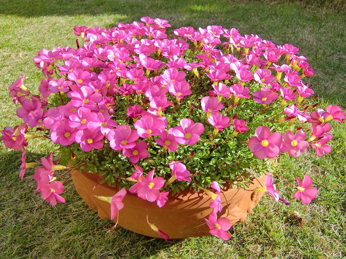 新品 最終出品 お得 オキザリス 桃の輝き 大小球根１５０球 送料 ７２ の落札情報詳細 ヤフオク落札価格情報 オークフリー スマートフォン版