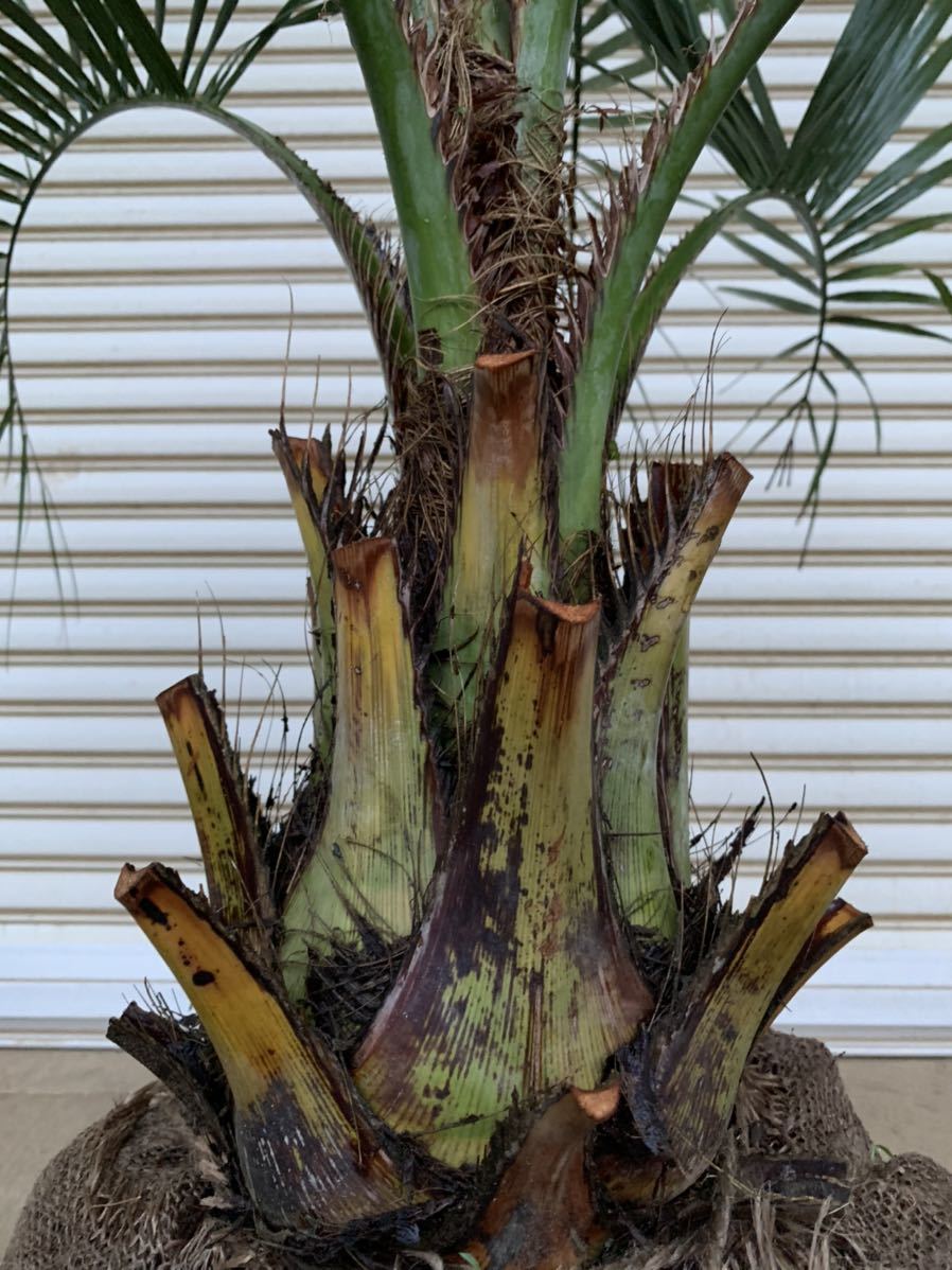 ココスヤシ ヤシの木 ヤシ 庭木 植木 庭 シンボルツリー ガーデニング 鉢植え等に の落札情報詳細 ヤフオク落札価格情報 オークフリー スマートフォン版