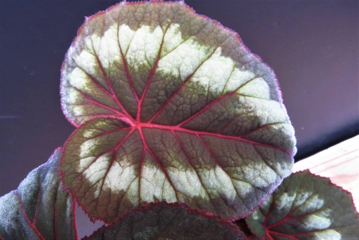 専用❣️Begonia sp.Sarawak 原種ベゴニア 木立性サラワク