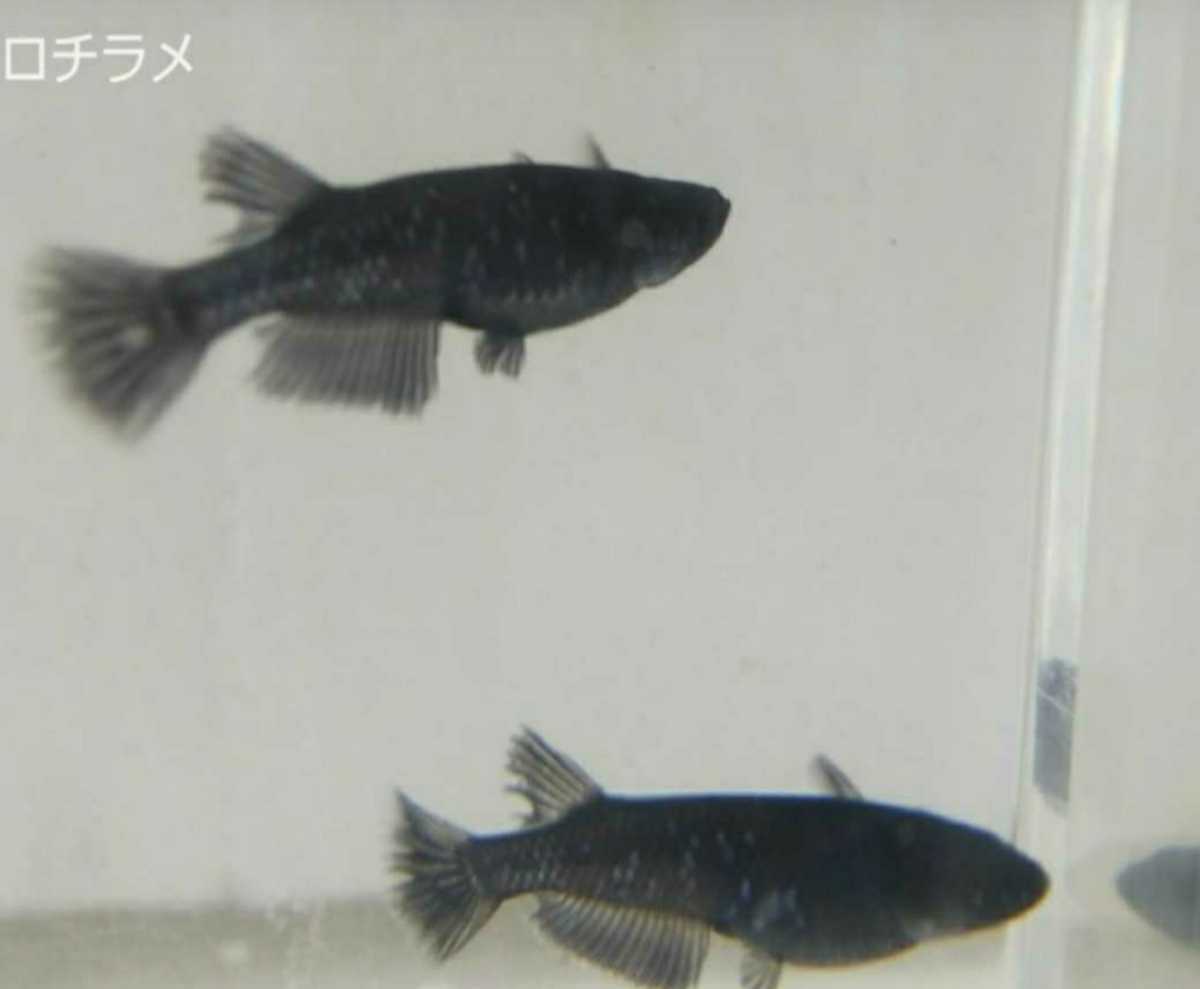 新品 メダカ出品 ブラックダイヤの卵15個 の落札情報詳細 ヤフオク落札価格情報 オークフリー スマートフォン版 新品 メダカ出品 ブラックダイヤの卵15個 の落札情報詳細 ヤフオク落札価格情報 オークフリー スマートフォン版