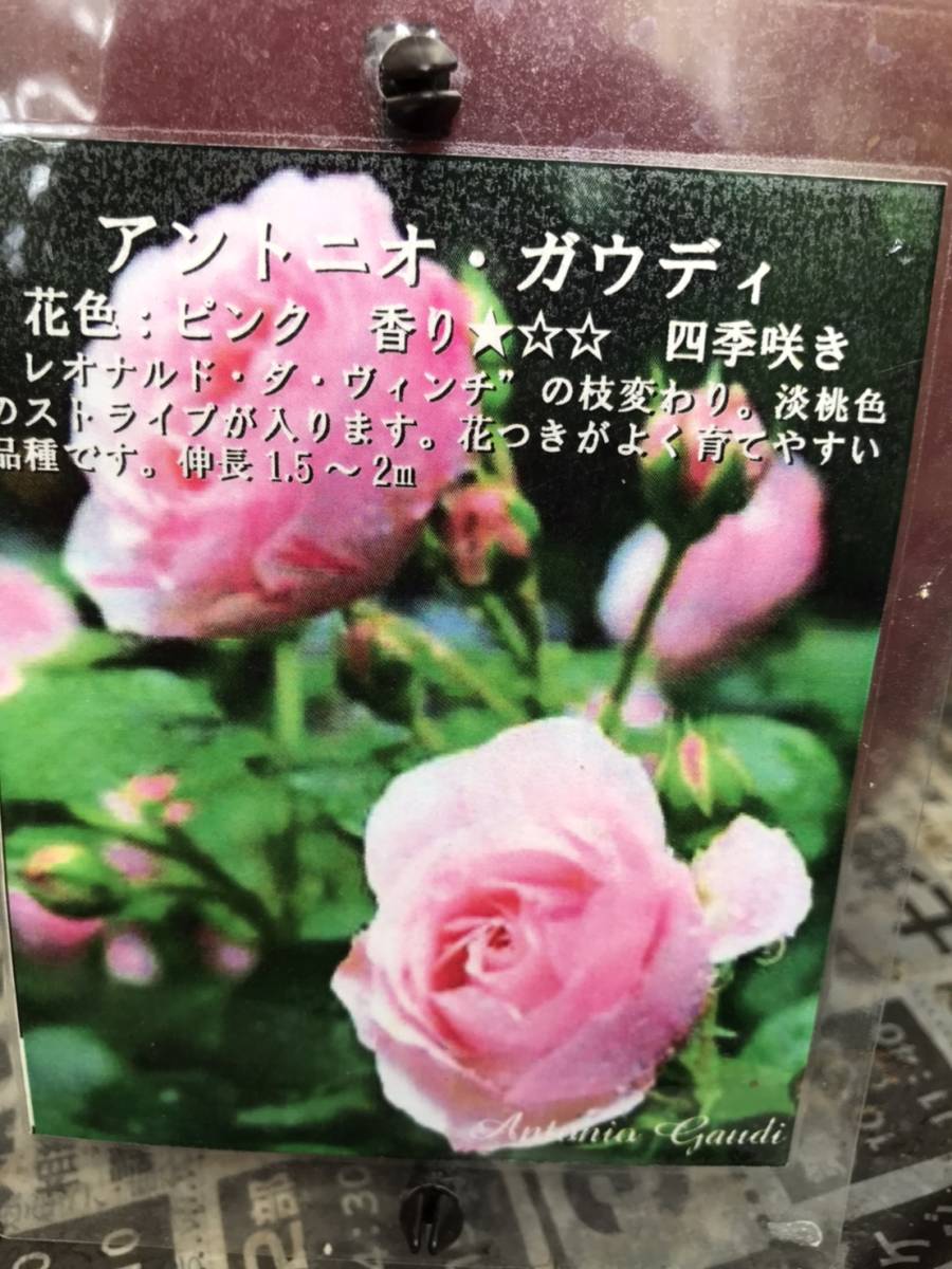 新品 アントニオ ガウディ つるバラ レオナルド ダ ヴィンチの枝変わり バラ苗 の落札情報詳細 ヤフオク落札価格情報 オークフリー スマートフォン版