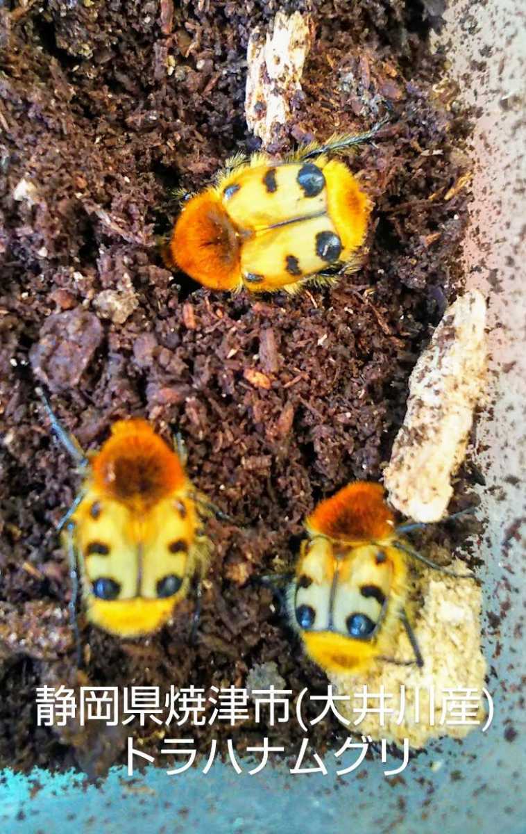 新品 クワガタ カナブン ハナムグリ 静岡県大井川産トラハナムグリ幼虫6頭 の落札情報詳細 ヤフオク落札価格情報 オークフリー スマートフォン版