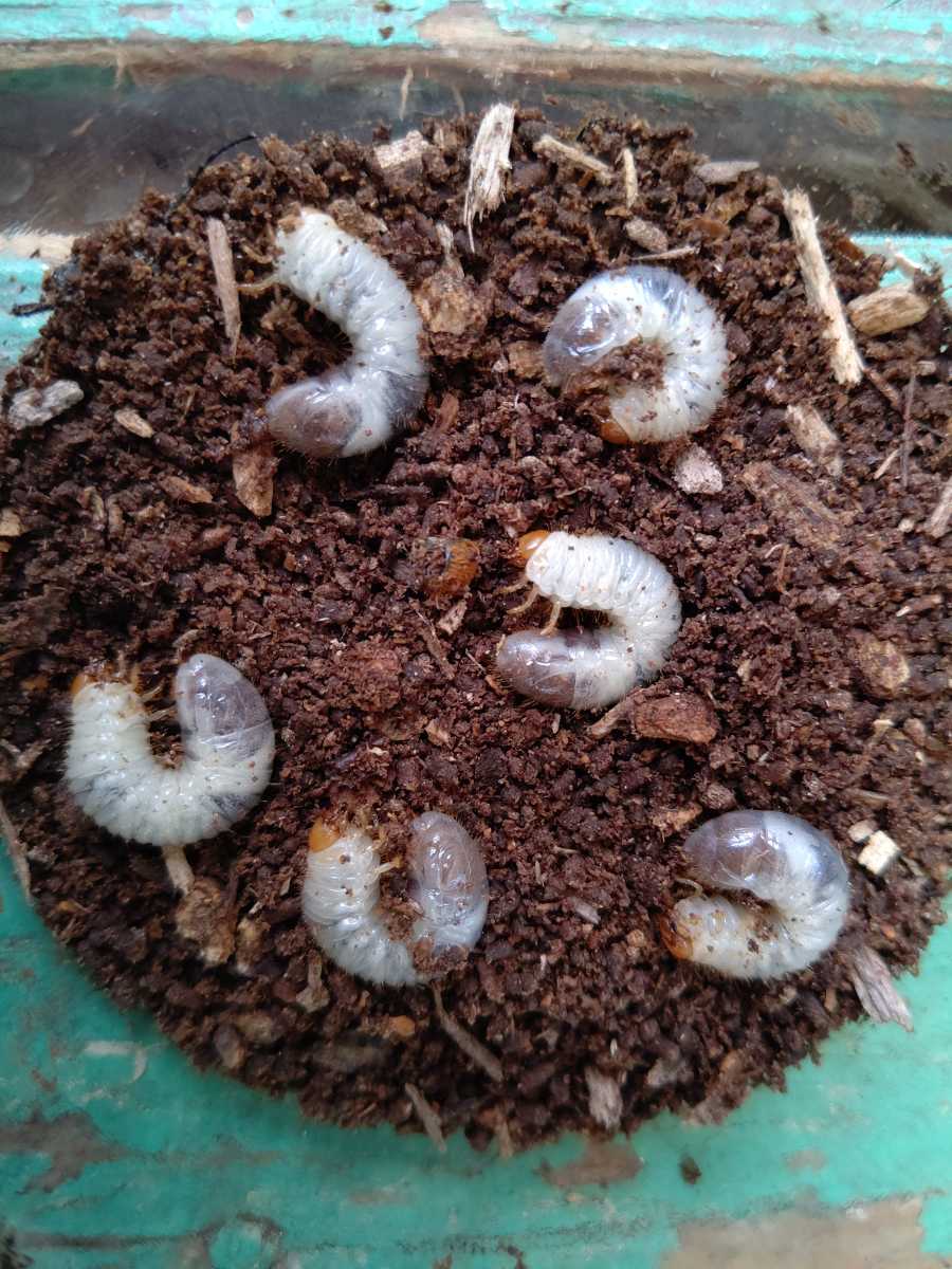 新品 クワガタ カナブン ハナムグリ 静岡県大井川産トラハナムグリ幼虫6頭 の落札情報詳細 ヤフオク落札価格情報 オークフリー スマートフォン版