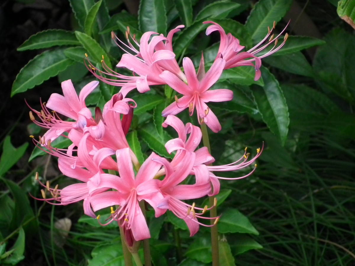 新品 山野草 ヒガンハナ球根 リコリス ピンク花 球根 最終品 の落札情報詳細 ヤフオク落札価格情報 オークフリー スマートフォン版