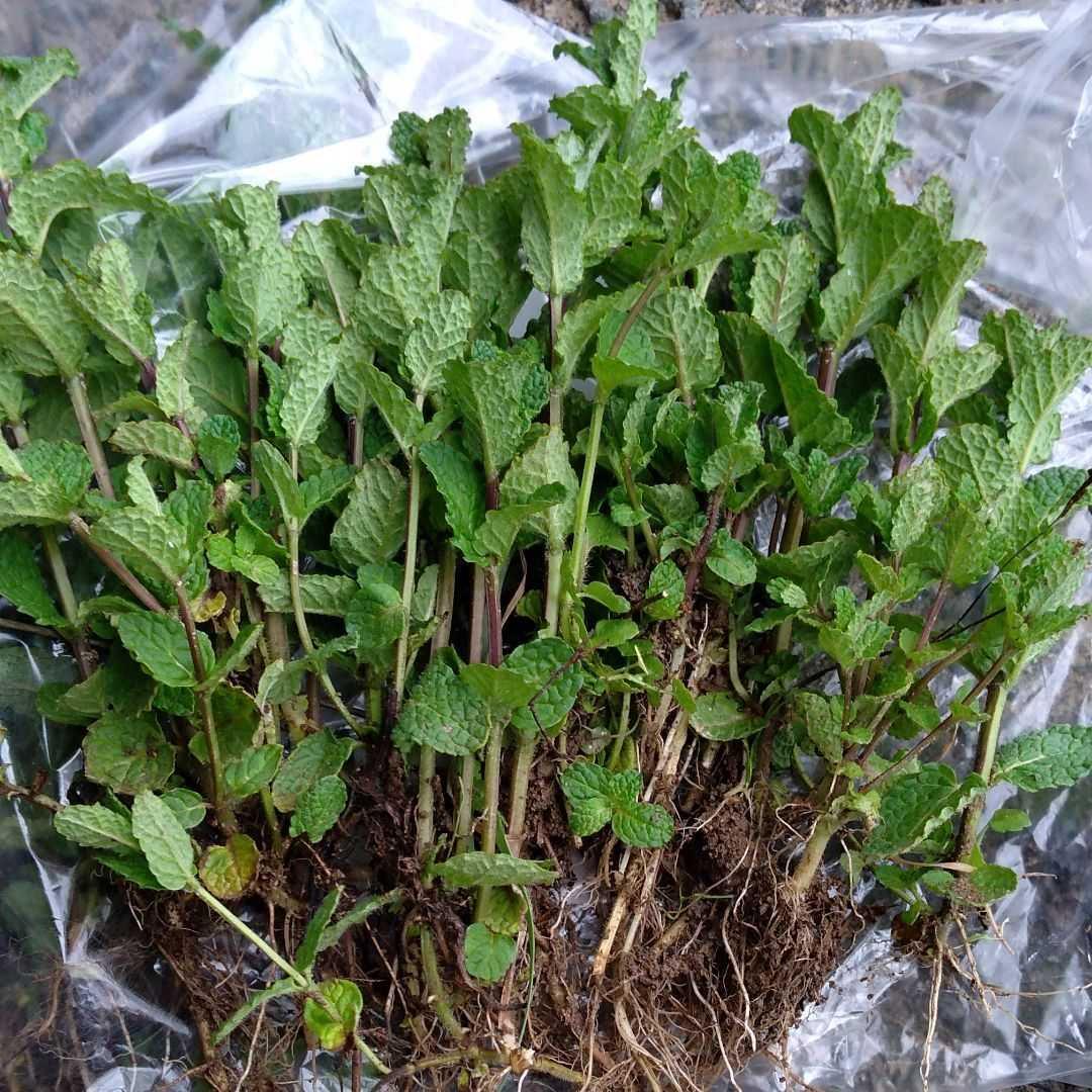 新品 ３０ｃｍ以上の大株です アップルミントの苗１０株 猪対策 モグラ除け 猪の掘り返し防止 畦の保全に 虫除けハーブ 害虫対策 の落札情報詳細 ヤフオク落札価格情報 オークフリー スマートフォン版