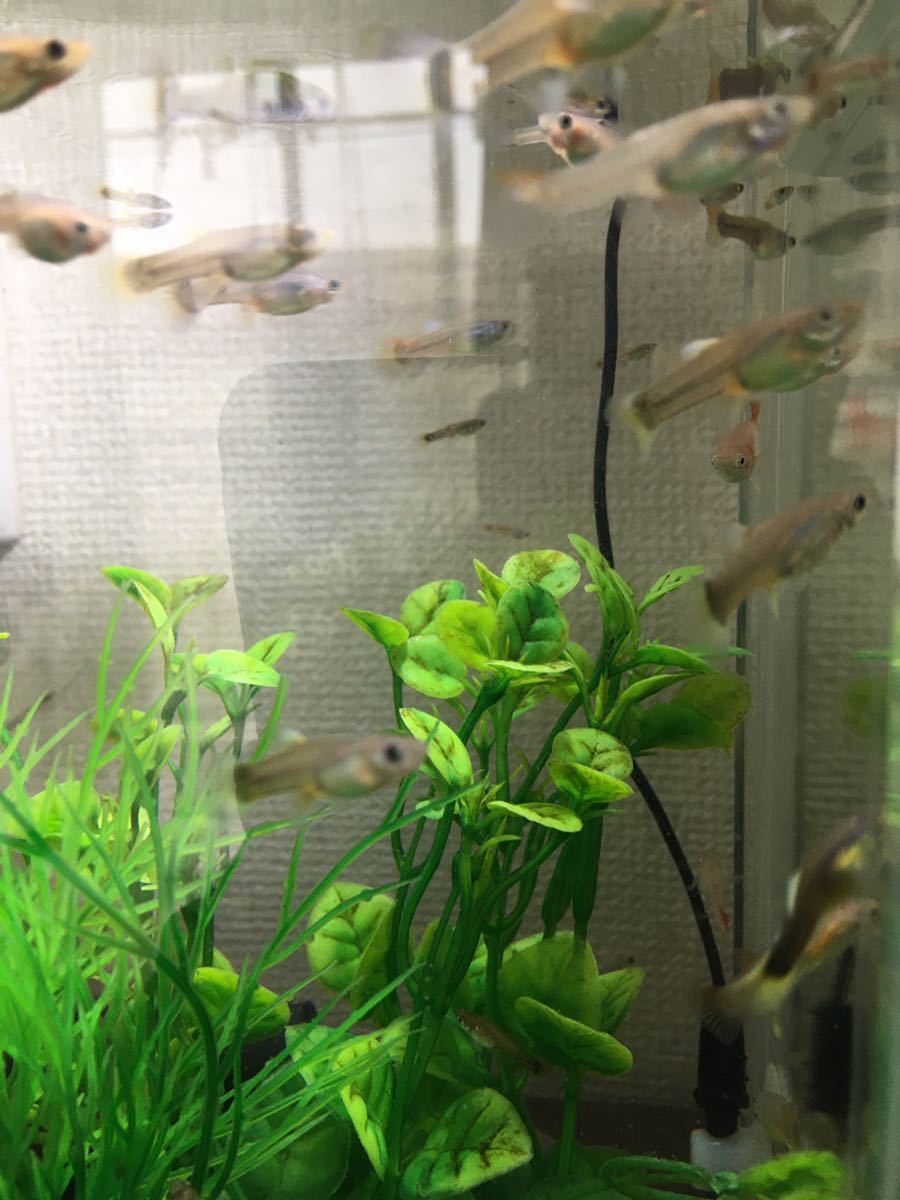 ミックスグッピー ドイツイエロータキシード レッドアイ ダブルソードなどを親に持つ稚魚 1ヶ月半の成魚 合計10匹 おまけ数匹 の落札情報詳細 ヤフオク落札価格情報 オークフリー スマートフォン版
