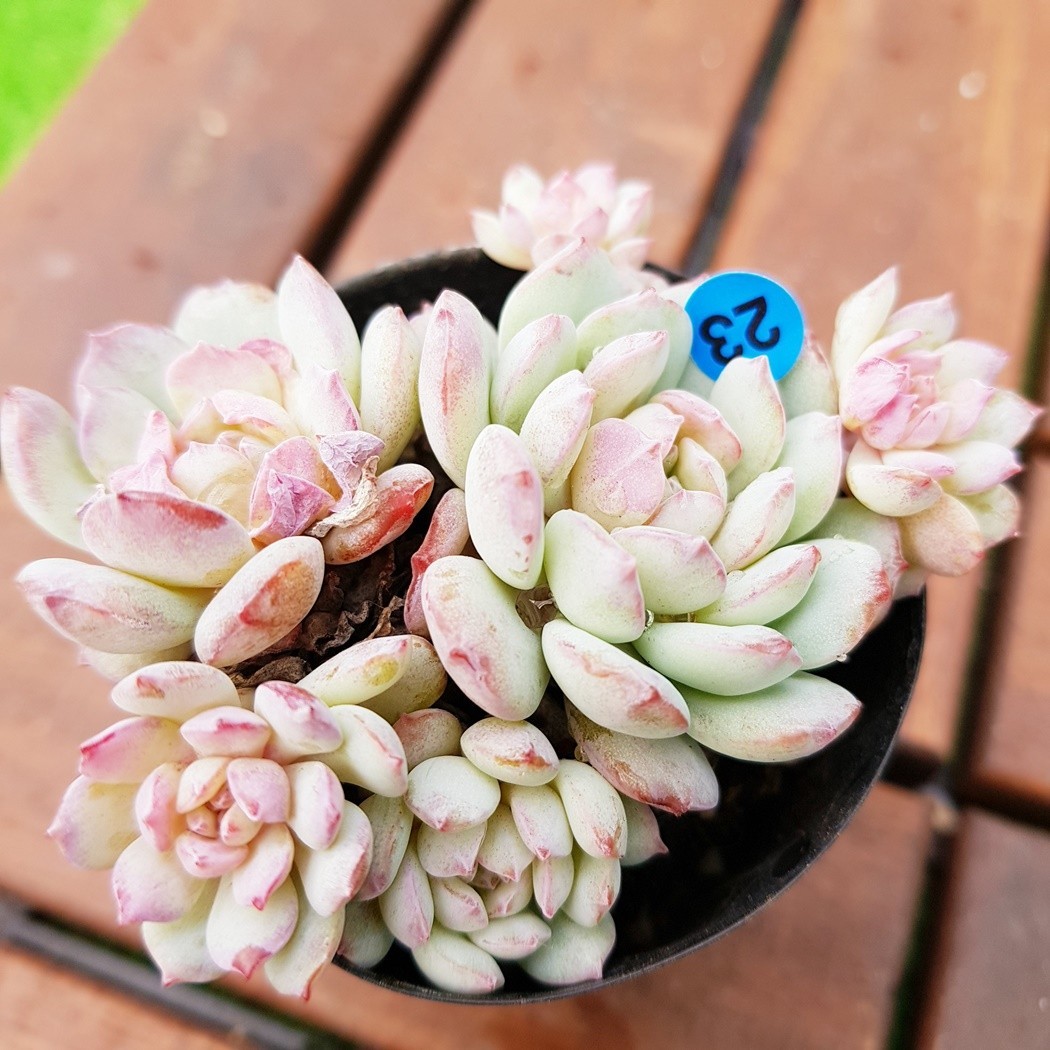 多肉植物 グロブローサ×ラウイ① 多肉植物 グロブローサ×ラウイ②