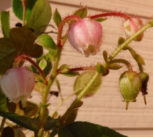 定番，人気 レモンリーフ 種 20個 ゴールテリアシャロン