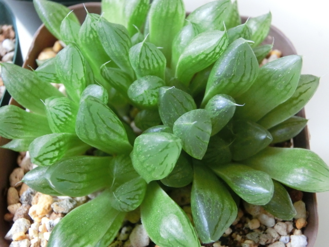 多肉植物 ハオルチアトリオ シンビフォルミス プラニフォリア 光オブツーサ レア種錦 の落札情報詳細 ヤフオク落札価格情報 オークフリー スマートフォン版